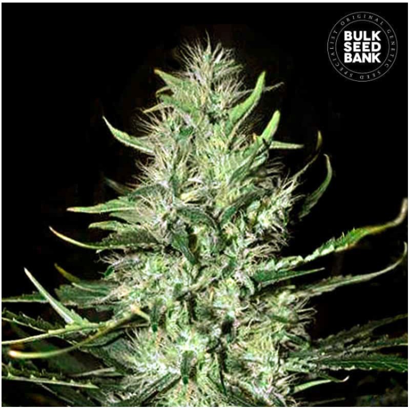 AUTO MAZAR EXTRA · Bulk Seed Bank · kenevir tohum · Auto Fem