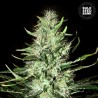 AUTO MAZAR EXTRA · Bulk Seed Bank · kenevir tohum · Auto Fem