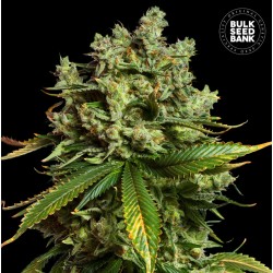AUTO MIMOSA FAMOSA · Bulk Seed Bank · kenevir tohum · Auto Fem