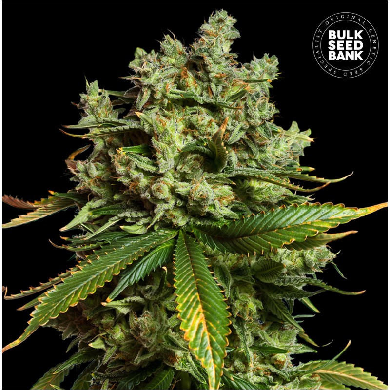 AUTO MIMOSA FAMOSA · Bulk Seed Bank · kenevir tohum · Auto Fem