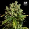 AUTO MIMOSA FAMOSA · Bulk Seed Bank · kenevir tohum · Auto Fem