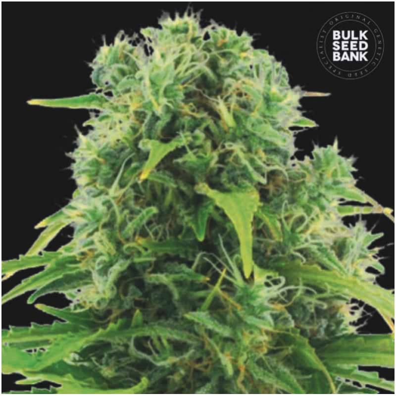 AUTO NORTHERN LIGHT · Bulk Seed Bank · kenevir tohum · Auto Fem