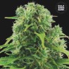 AUTO NORTHERN LIGHT · Bulk Seed Bank · kenevir tohum · Auto Fem