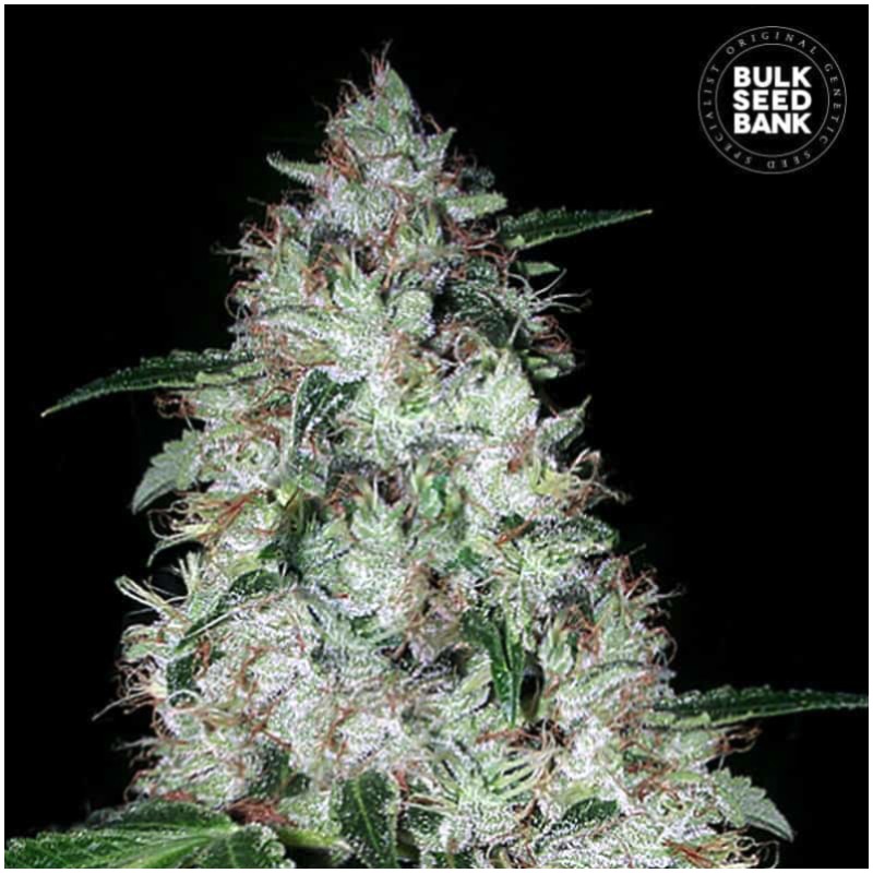 AUTO OG KUSH · Bulk Seed Bank · kenevir tohum · Auto Fem
