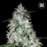 AUTO OG KUSH · Bulk Seed Bank · kenevir tohum · Auto Fem