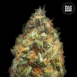 AUTO ORIGINAL ORANGE BUD · Bulk Seed Bank · kenevir tohum · Auto Fem