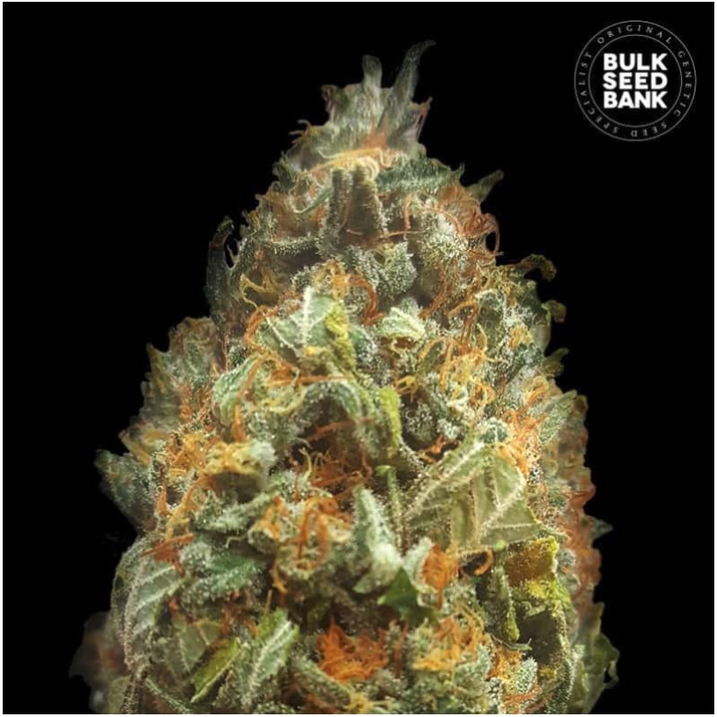 AUTO ORIGINAL ORANGE BUD · Bulk Seed Bank · cannabis seeds · Auto Fem