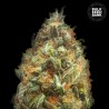 AUTO ORIGINAL ORANGE BUD · Bulk Seed Bank · cannabis seeds · Auto Fem