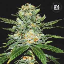 AUTO PERFECT POWER PLANT · Bulk Seed Bank · kenevir tohum · Auto Fem
