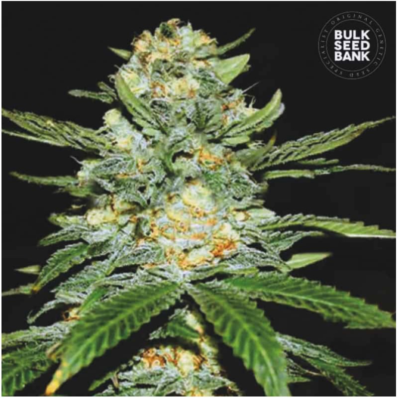 AUTO PERFECT POWER PLANT · Bulk Seed Bank · cannabis seeds · Auto Fem