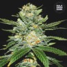 AUTO PERFECT POWER PLANT · Bulk Seed Bank · kenevir tohum · Auto Fem