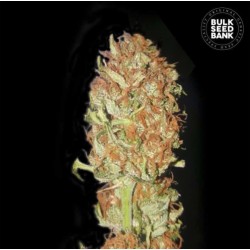 AUTO PSYCHEDELIC · Bulk Seed Bank · kenevir tohum · Auto Fem
