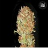 AUTO PSYCHEDELIC · Bulk Seed Bank · cannabis seeds · Auto Fem