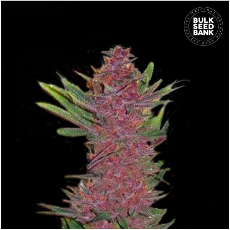 AUTO PURPLE GLAM KUSH · Bulk Seed Bank · kenevir tohum · Auto Fem