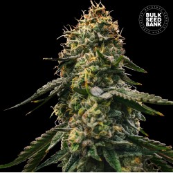 AUTO RUNTZ GLUNTZ · Bulk Seed Bank · cannabis seeds · Auto Fem