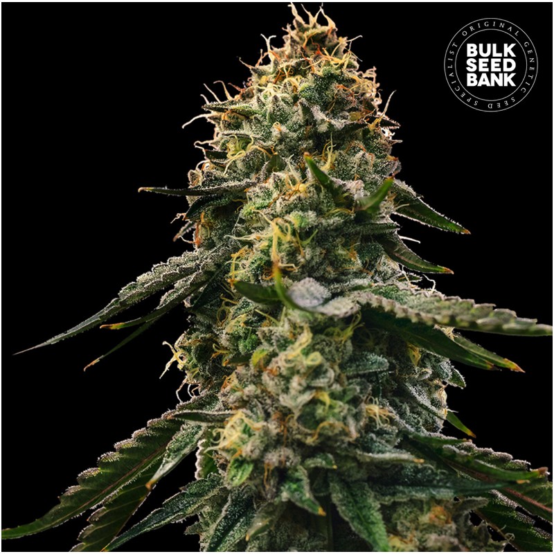 AUTO RUNTZ GLUNTZ · Bulk Seed Bank · kenevir tohum · Auto Fem