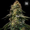 AUTO RUNTZ GLUNTZ · Bulk Seed Bank · kenevir tohum · Auto Fem