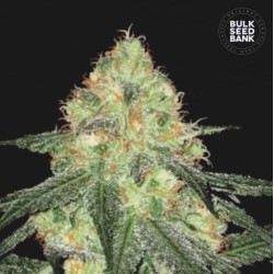 AUTO SOUR DIESEL · Bulk Seed Bank · kenevir tohum  · Auto Fem