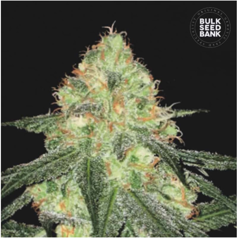 AUTO SOUR DIESEL · Bulk Seed Bank · cannabis seeds · Auto Fem