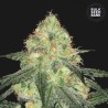 AUTO SOUR DIESEL · Bulk Seed Bank · cannabis seeds · Auto Fem