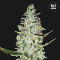 AUTO SPECIAL SKUNK · Bulk Seed Bank · kenevir tohum · Auto Fem