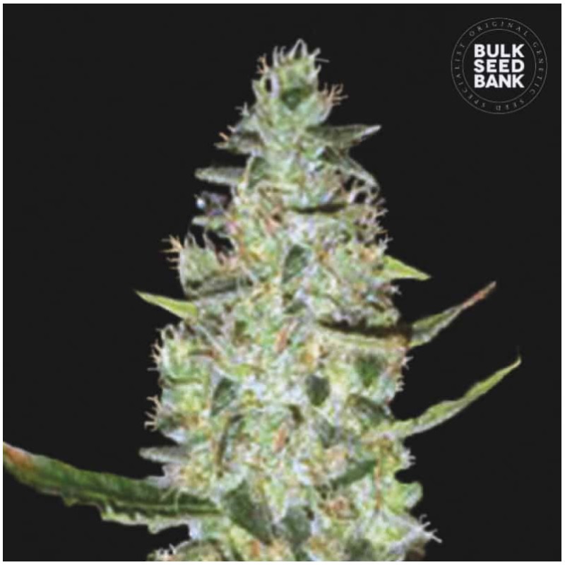 AUTO SPECIAL SKUNK · Bulk Seed Bank · kenevir tohum · Auto Fem