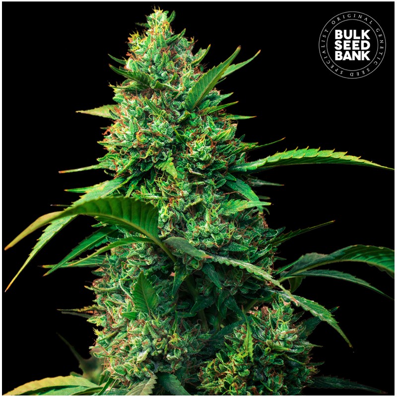 AUTO STRAWBERRY FERRY · Bulk Seed Bank · kenevir tohum · Auto Fem