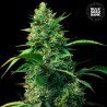 AUTO STRAWBERRY FERRY · Bulk Seed Bank · kenevir tohum · Auto Fem