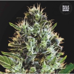 AUTO SUNMANGO · Bulk Seed Bank · kenevir tohum · Auto Fem