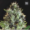 AUTO SUNMANGO · Bulk Seed Bank · kenevir tohum · Auto Fem
