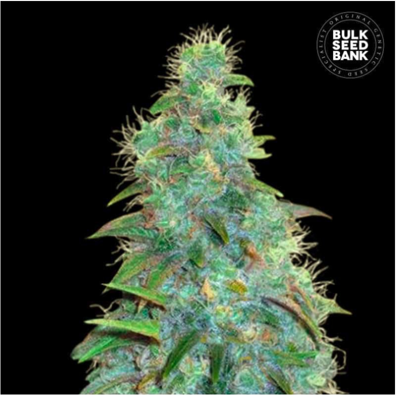 AUTO SWEET TOOTH · Bulk Seed Bank · kenevir tohum · Auto Fem