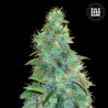 AUTO SWEET TOOTH · Bulk Seed Bank · cannabis seeds · Auto Fem