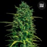 AUTO TROPICAL COCONUT · Bulk Seed Bank · kenevir tohum · Auto Fem