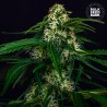 AUTO WATERMELON JAM · Bulk Seed Bank · kenevir tohum · Auto Fem