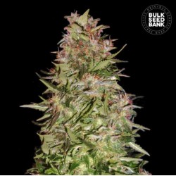 AUTO WHITE PRUSSIAN · Bulk Seed Bank · kenevir tohum · Auto Fem