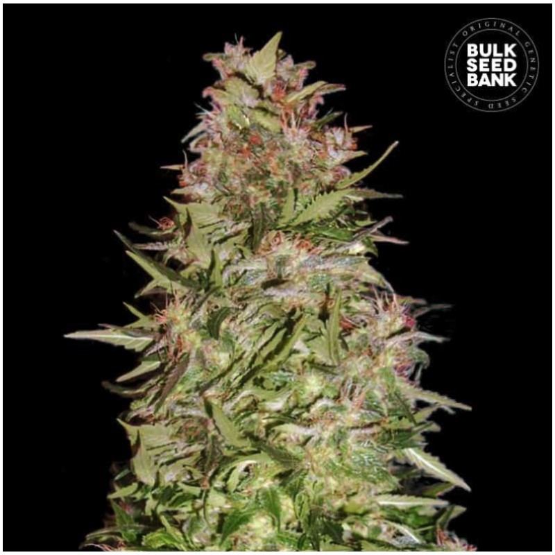 AUTO WHITE PRUSSIAN · Bulk Seed Bank · kenevir tohum · Auto Fem
