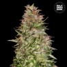 AUTO WHITE PRUSSIAN · Bulk Seed Bank · kenevir tohum · Auto Fem