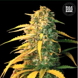 AUTO WHITE WIDOW · Bulk Seed Bank · cannabis seeds · Auto Fem