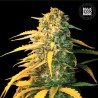 AUTO WHITE WIDOW · Bulk Seed Bank · kenevir tohum · Auto Fem
