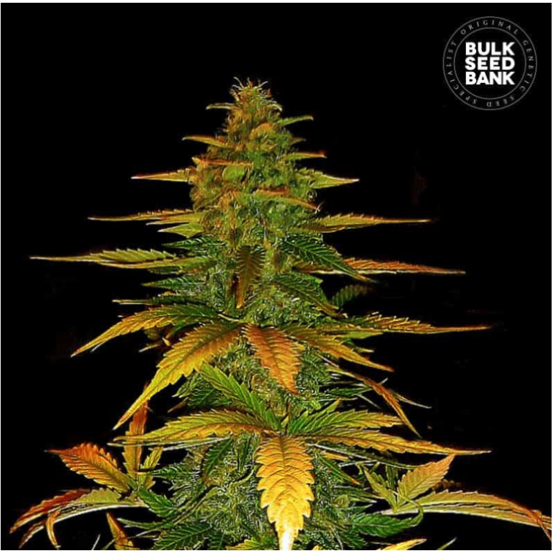 AUTO WILD DWARF · Bulk Seed Bank · kenevir tohum · Auto Fem