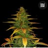 AUTO WILD DWARF · Bulk Seed Bank · kenevir tohum · Auto Fem
