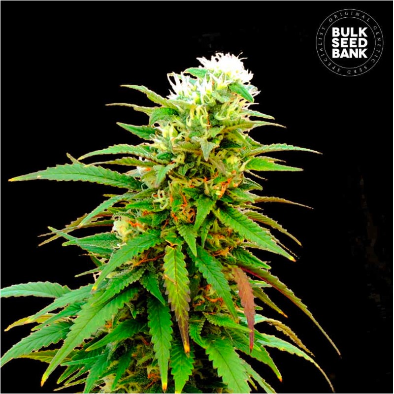 AUTO ZKITTLY ZI ZI · Bulk Seed Bank · kenevir tohum · Auto Fem