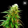 AUTO ZKITTLY ZI ZI · Bulk Seed Bank · kenevir tohum · Auto Fem
