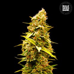 BANANA MONKEY · Bulk Seed Bank · kenevir tohum · Fem