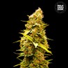 BANANA MONKEY · Bulk Seed Bank · kenevir tohum · Fem