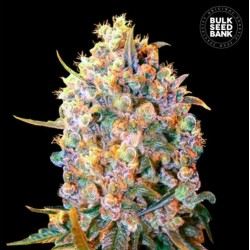 BIGGER BUD · Bulk Seed Bank · kenevir tohum · Fem