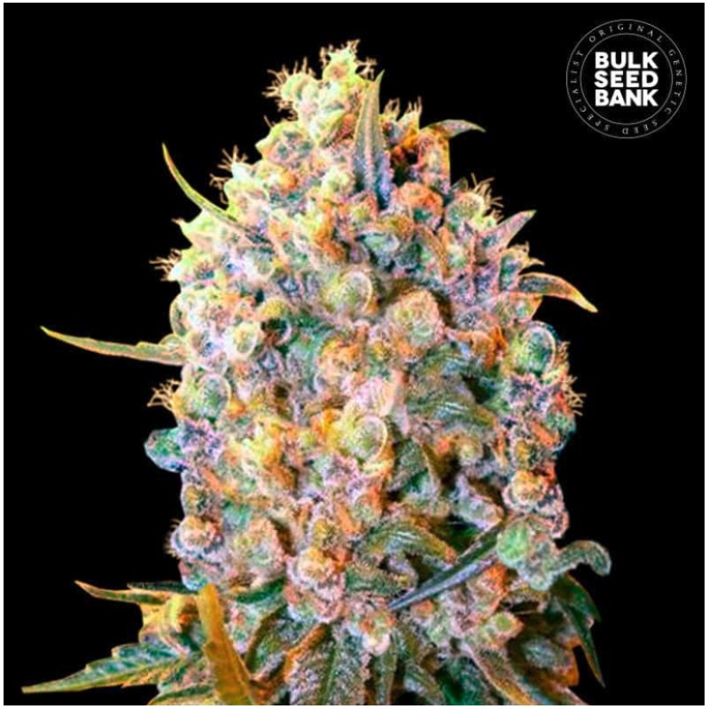 BIGGER BUD · Bulk Seed Bank · kenevir tohum · Fem
