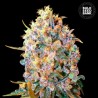 BIGGER BUD · Bulk Seed Bank · cannabis seeds · Fem