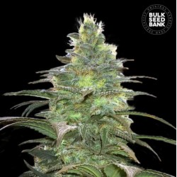 BLUEBERRY BERRY · Bulk Seed Bank · kenevir tohum · Fem