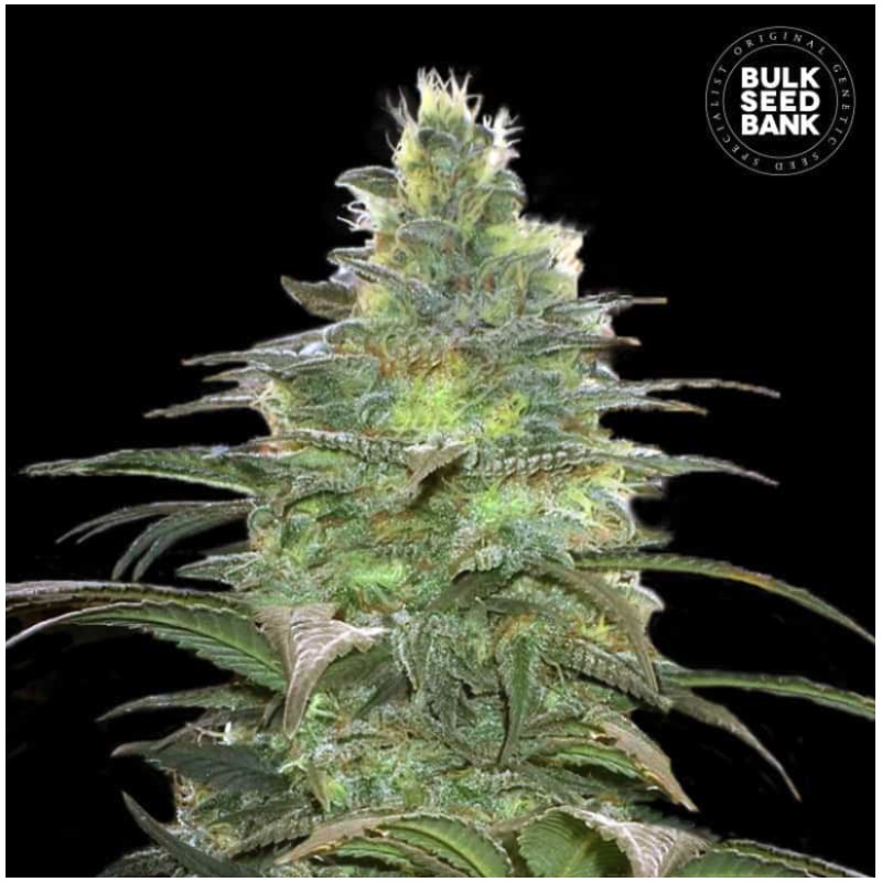 BLUEBERRY BERRY · Bulk Seed Bank · kenevir tohum · Fem